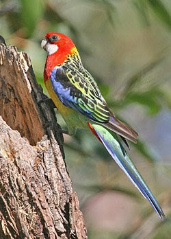 Rosellas Rosellas